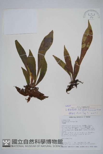 臺灣車前蕨藏品圖，第1張