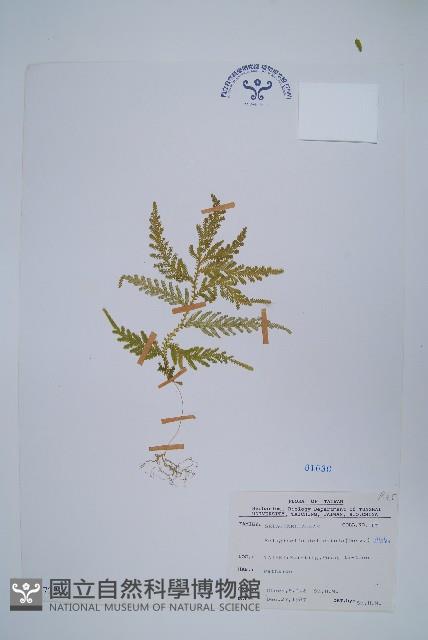 全緣卷柏藏品圖，第1張