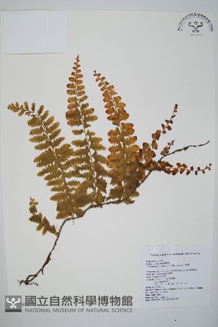 瓶蕨藏品圖，第1張