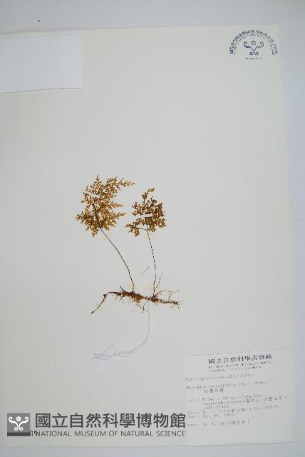 細葉蕗蕨藏品圖，第1張