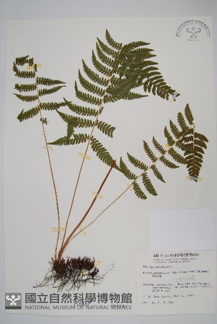 光葉凸軸蕨藏品圖，第1張