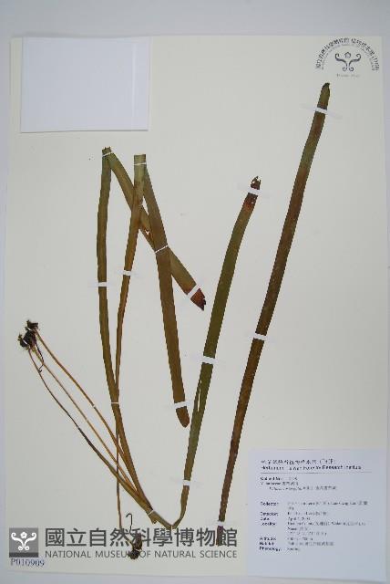 垂葉書帶蕨藏品圖，第1張