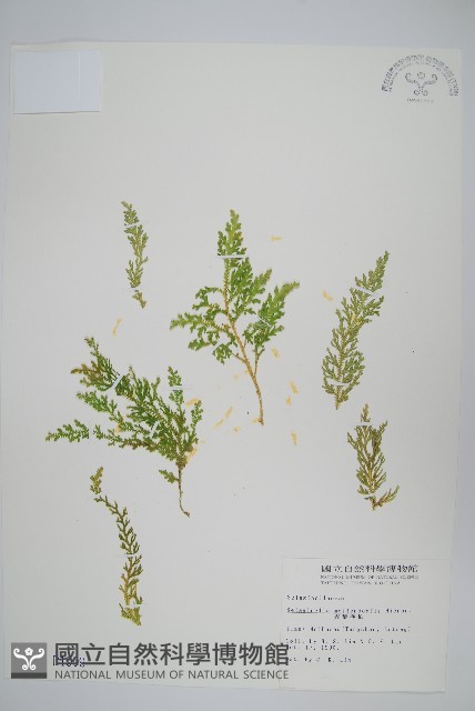 異葉卷柏藏品圖，第1張