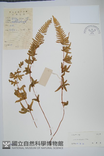 天草鳳尾蕨藏品圖，第1張