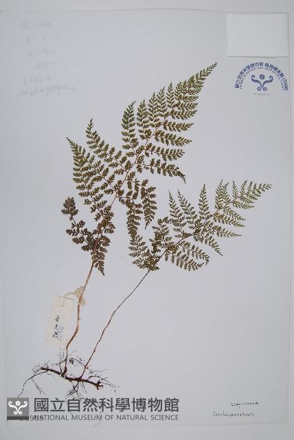 登錄號:P003909藏品圖，第1張