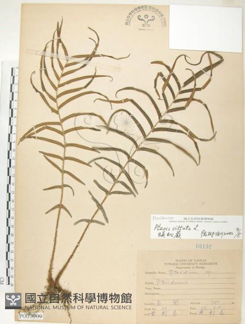 鱗蓋鳳尾蕨藏品圖，第1張