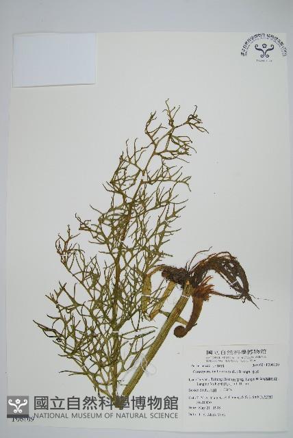 水蕨藏品圖，第1張