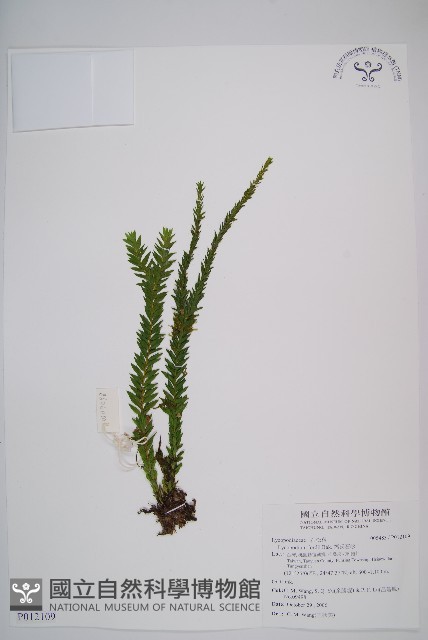 福氏石松藏品圖，第1張