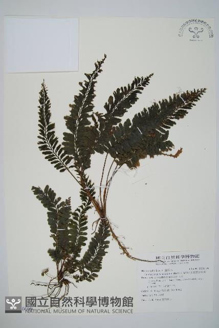 菲律賓厚葉蕨藏品圖，第1張