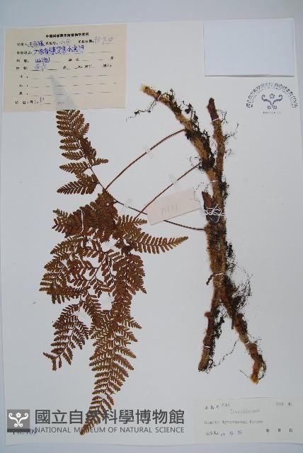 圓蓋陰石蕨藏品圖，第1張