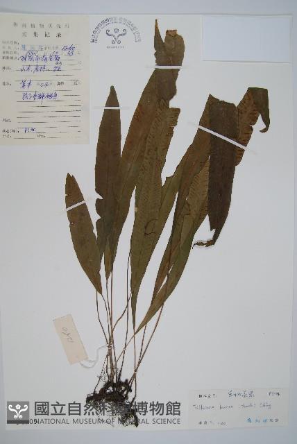 單葉雙蓋蕨藏品圖，第1張