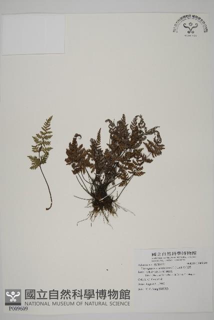 亨氏擬旱蕨藏品圖，第1張