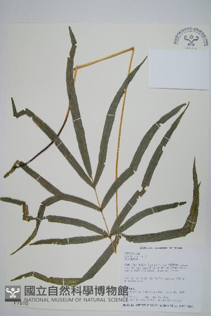 大葉鳳尾蕨藏品圖，第1張