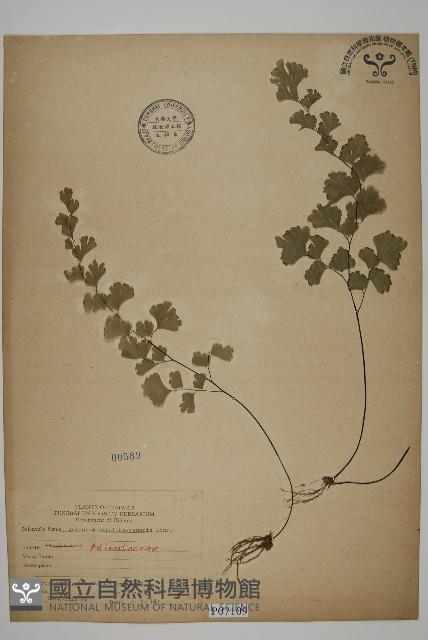 鐵線蕨藏品圖，第1張