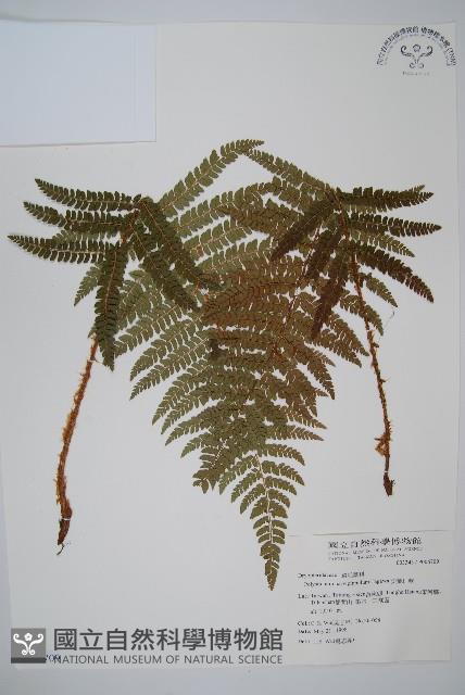 尖葉耳蕨藏品圖，第1張