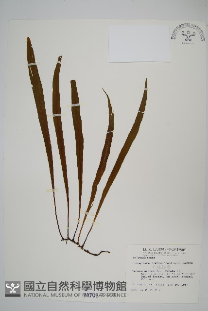 長柄劍蕨藏品圖，第1張