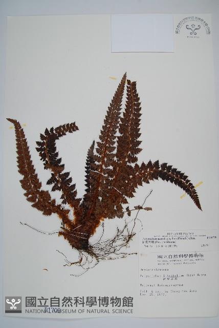 針葉耳蕨藏品圖，第1張