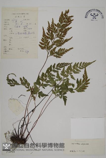 有翅鐵角蕨藏品圖，第1張