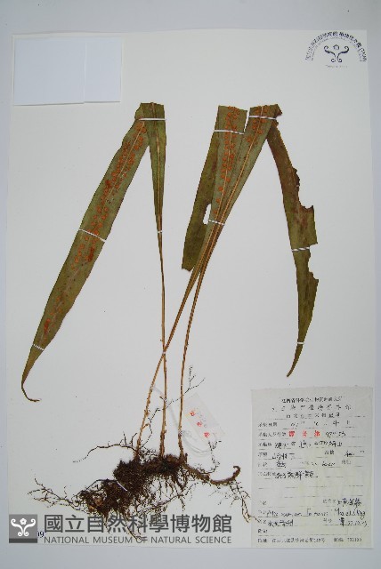 大星蕨藏品圖，第1張