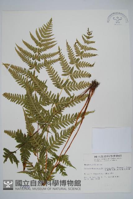 光囊紫柄蕨藏品圖，第1張