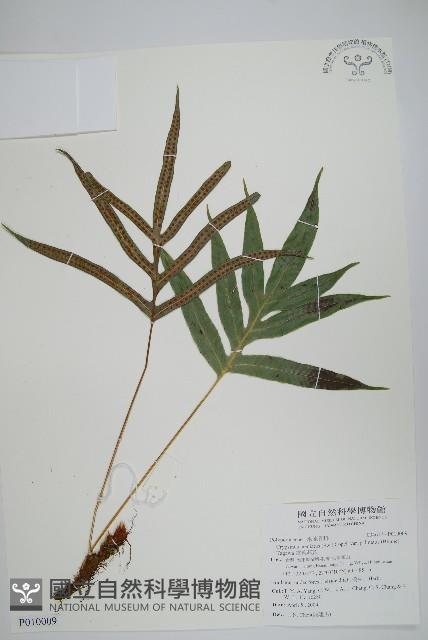 掌葉茀蕨藏品圖，第1張