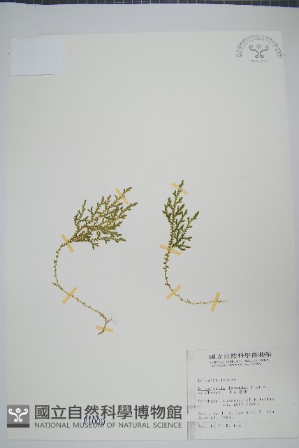 玉山卷柏藏品圖，第1張