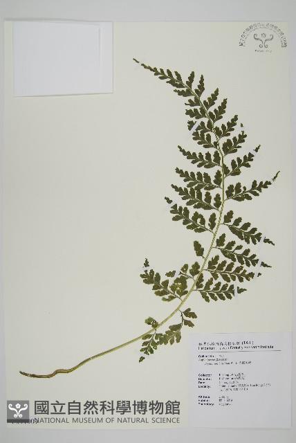 大鐵角蕨藏品圖，第1張