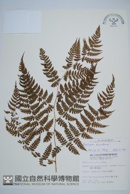 川上氏雙蓋蕨藏品圖，第1張