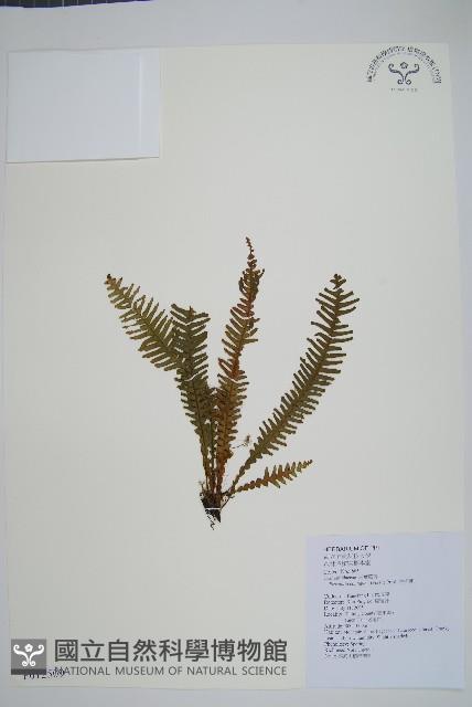 穴子蕨藏品圖，第1張