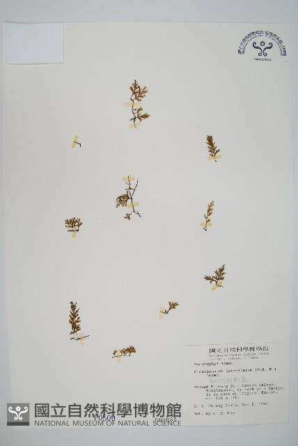 翅柄假膜蕨藏品圖，第1張