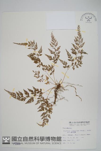 日本金粉蕨藏品圖，第1張