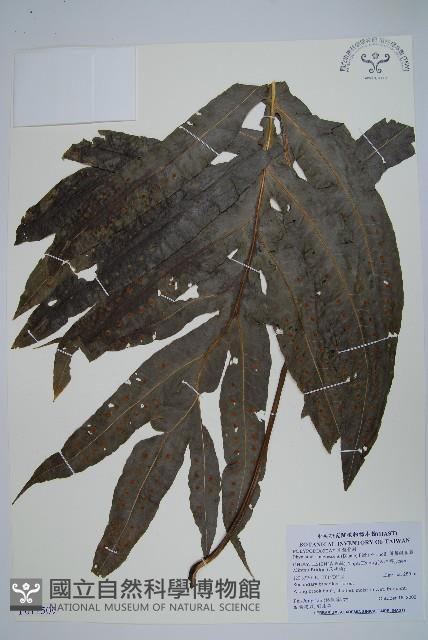 薄葉擬茀蕨藏品圖，第1張