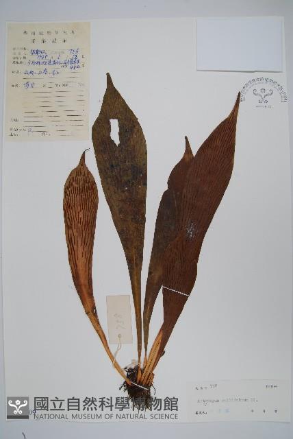 水芋葉車前、美葉車前蕨藏品圖，第1張