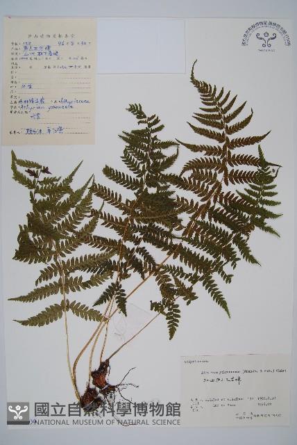 禾稈蹄蓋蕨藏品圖，第1張