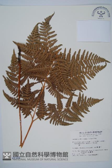 蕨藏品圖，第1張