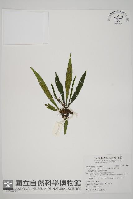 劍葉鐵角蕨、箭葉鐵角蕨藏品圖，第1張