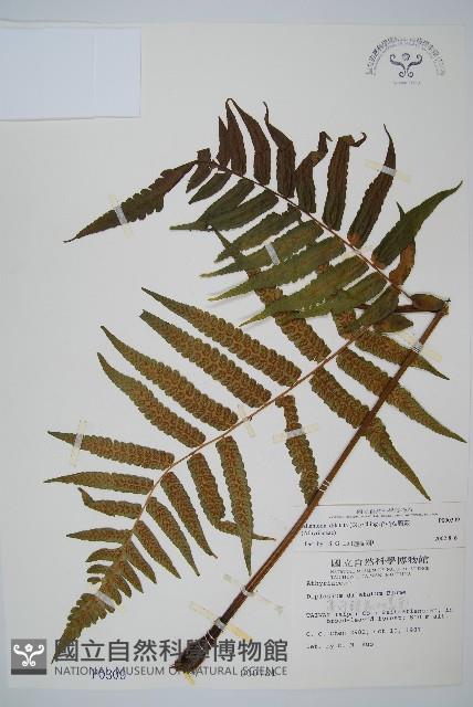 毛柄短腸蕨藏品圖，第1張