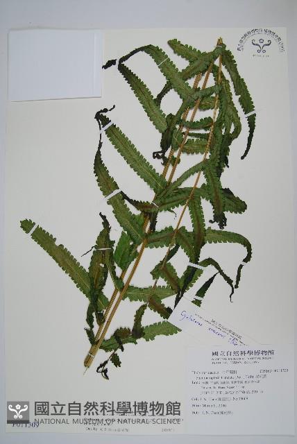 大葉毛蕨藏品圖，第1張