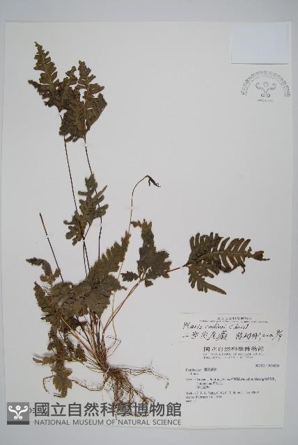 二形鳳尾蕨藏品圖，第1張