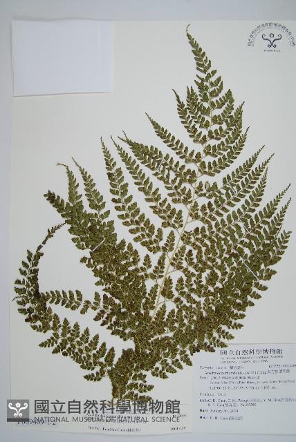 臺灣兩面複葉耳蕨藏品圖，第1張