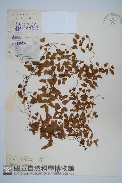 小葉海金沙藏品圖，第1張