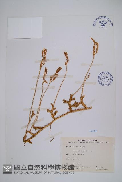 石松藏品圖，第1張