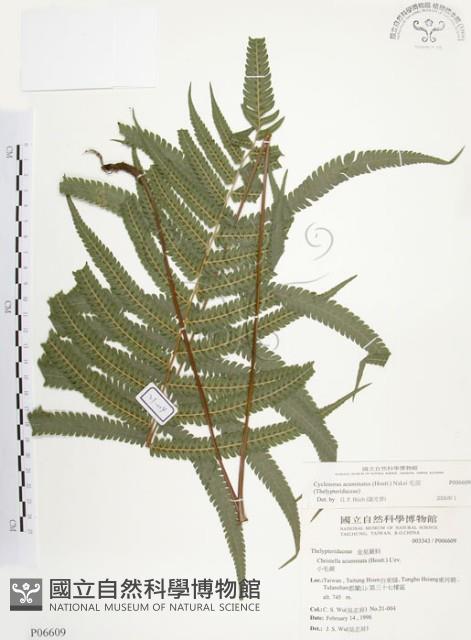 毛蕨藏品圖，第1張