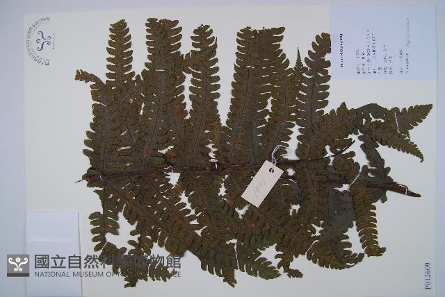 登錄號:P012609藏品圖，第1張