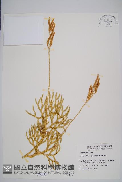 石松藏品圖，第1張