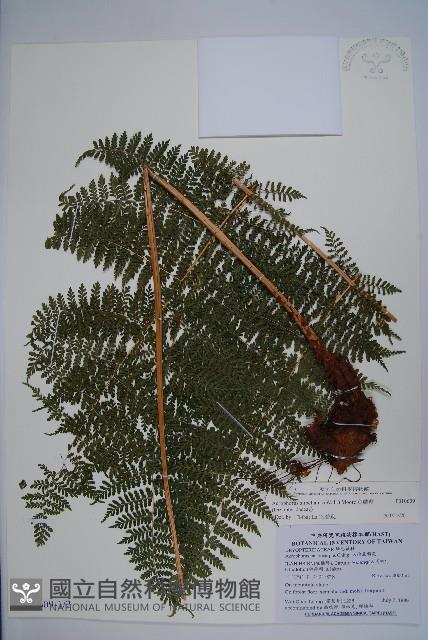 魚鱗蕨藏品圖，第1張