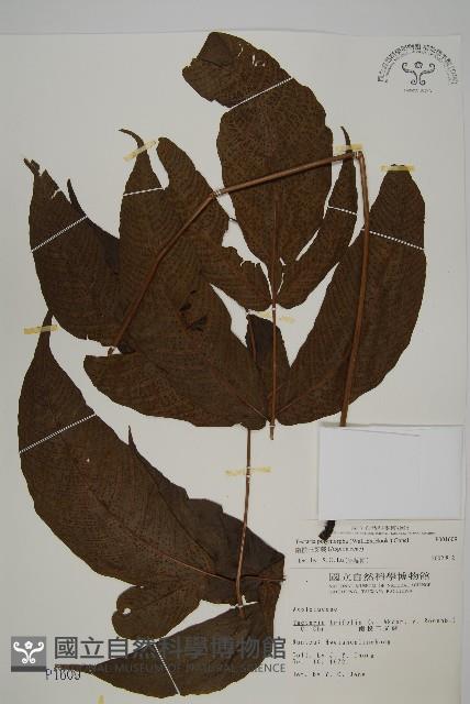 南投三叉蕨藏品圖，第1張