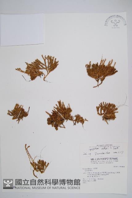 玉山石松藏品圖，第1張