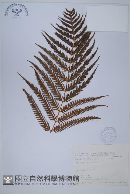 金狗毛蕨藏品圖，第1張