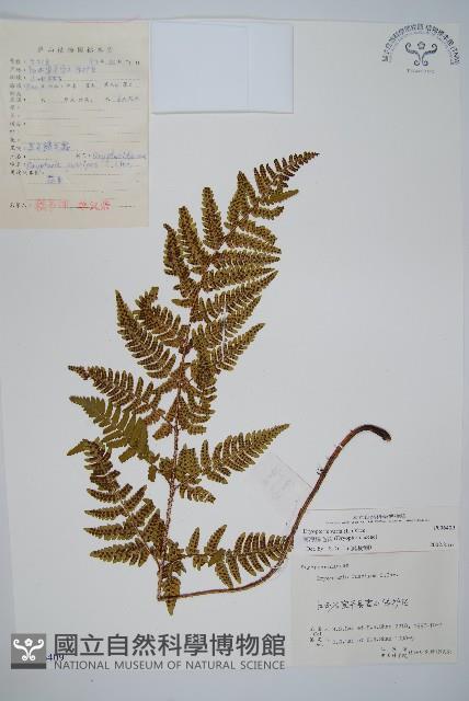 南海鱗毛蕨藏品圖，第1張